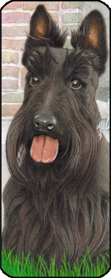 Cooper (Scottish Terrier) (book marker #0650809)