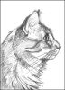 Profile sketch of Spunky (cat)