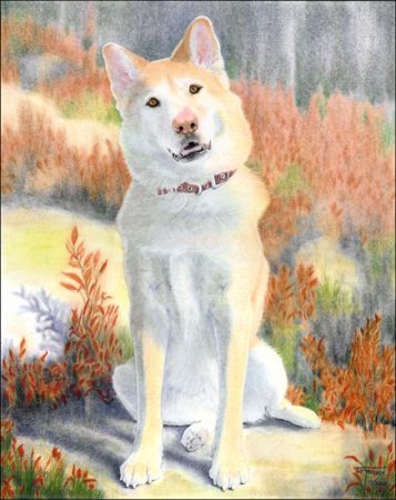 Portrait of Cody (dog)