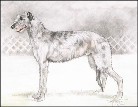 Sketch of Kearney (dog)