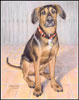 Portrait of Rollo (dog)