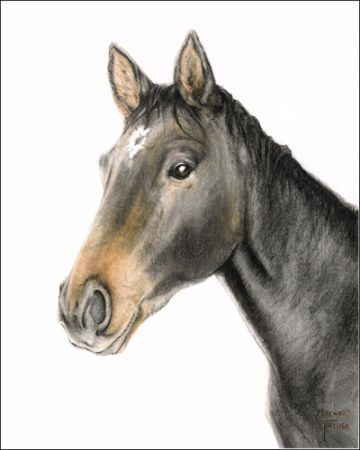 Portrait of Maxwell (horse)