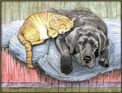 A dog & cat sleeping together (print #0370609)