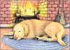 A dog resting by the fireplace